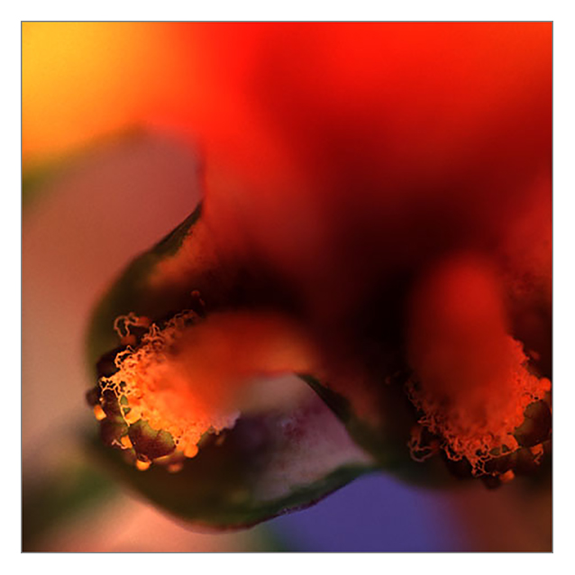 The Seed of the Devil