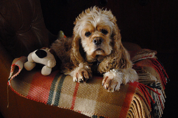 Sammy z poslední hisrtorky